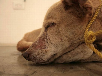 Κακοποιήσεις ζώων συντροφιάς