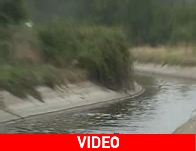 Έσωσαν 30 αγριογούρουνα