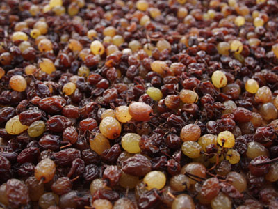 Τους σταφίδιασαν οι σταφίδες