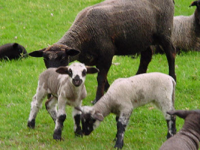 Η σιωπή των αμνών… της Σάμου