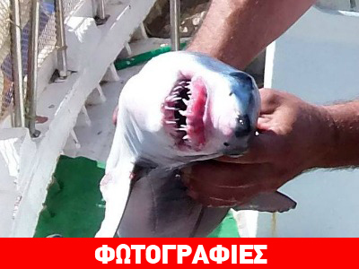 «Πιάστηκε» λευκό καρχαριάκι στην Κεφαλονιά