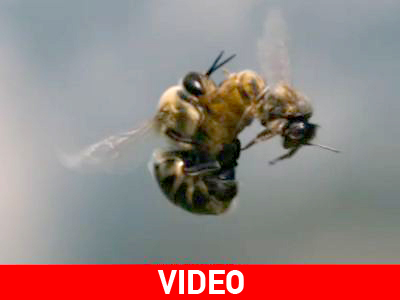 Ντοκιμαντέρ για την ερωτική ζωή των μελισσών