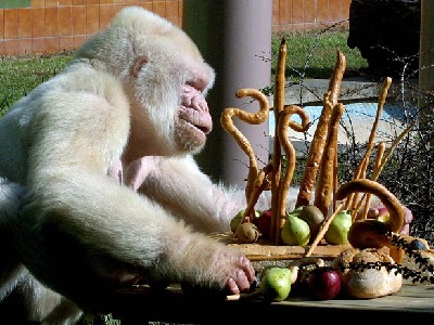 Όταν το ζωικό βασίλειο σβήνει… κεράκια!