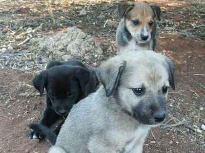 Πανέμορφα κουταβάκια ζητούν την αγάπη σας