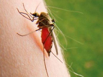 Τρία νέα κρούσματα του ιού του Δ. Νείλου στα νότια προάστια