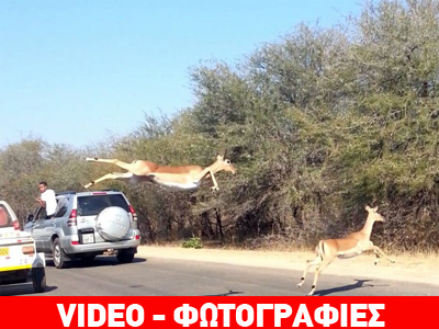 Πεινασμένα αρπακτικά!