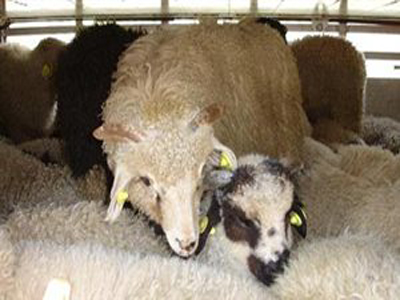 Μακεδονία : Πέντε κρούσματα ευλογιάς σε κοπάδια