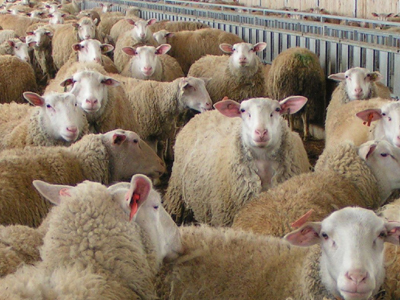 Οι ζωοκλοπές συνεχίζονται