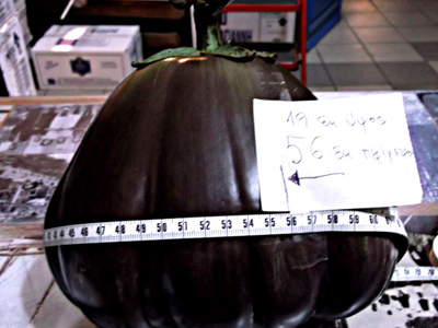 Μία τεράστια μελιτζάνα φύτρωσε στο Πλωμάρι!