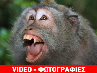 Κίνα: Μαϊμού επιτίθεται και ευνουχίζει μωρό