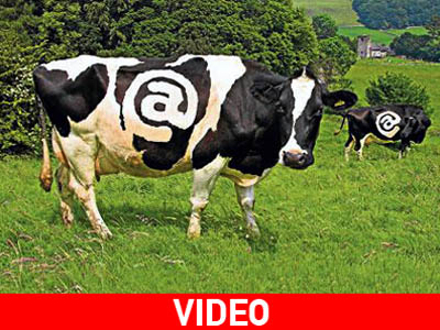 Βρετανία: Και τα μοσχάρια στο Facebook…