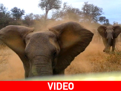 Πιο «κοντά» στην άγρια φύση… πεθαίνεις! Πιο «κοντά» στην άγρια φύση… πεθαίνεις!