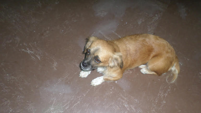 Χάθηκε θηλυκό πεκινουά στα Βριλήσσια Χάθηκε θηλυκό πεκινουά στα Βριλήσσια