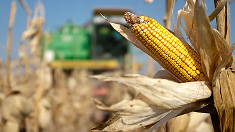 Η Γερμανία απαγόρευσε την καλλιέργεια μεταλλαγμένων σπόρων