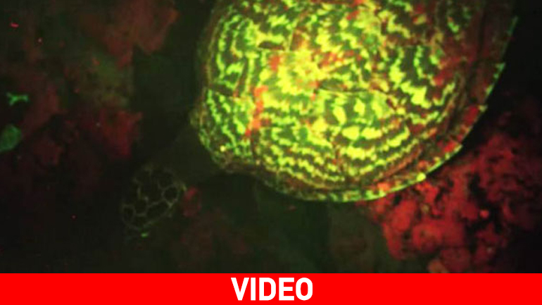 Βιολόγος ανακάλυψε μια χελώνα που φωσφορίζει Βιολόγος ανακάλυψε μια χελώνα που φωσφορίζει