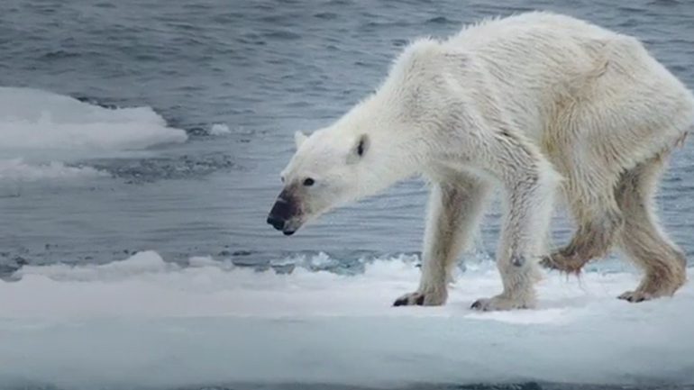 Λιμοκτονούν οι πολικές αρκούδες εξαιτίας της κλιματικής αλλαγής