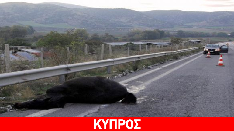 Κύπρος: Άγιο είχε 32χρονος οδηγός-Τράκαρε με άλογα σε δρόμο της Λάρνακας