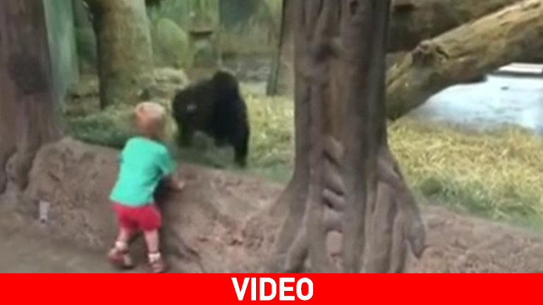 ΗΠΑ: Δίχρονο αγοράκι παίζει κρυφτό με ένα γοριλάκι