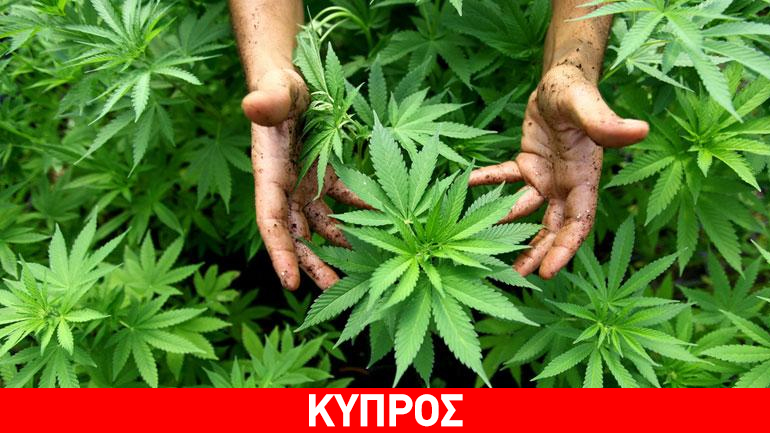Κύπρος: Διά νόμου η παραγωγή και εμπορία βιομηχανικής κάνναβης Κύπρος: Διά νόμου η παραγωγή και εμπορία βιομηχανικής κάνναβης