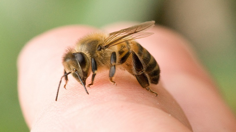 Το δηλητήριο της σφήκας «όπλο» για τον καρκίνο Το δηλητήριο της σφήκας «όπλο» για τον καρκίνο