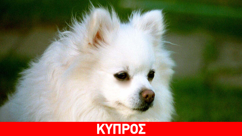 Kύπρος: Πυροβόλησε σκύλο επειδή γάβγιζε