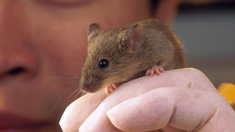Επιστήμονες μετάλλαξαν ποντίκια κάνοντάς τα πιο έξυπνα και λιγότερο φοβισμένα