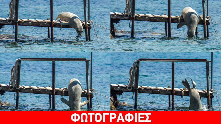 Οι ανέμελες βουτιές της «Αργυρώς» Οι ανέμελες βουτιές της «Αργυρώς»