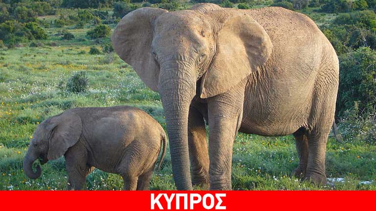 Κύπρος: Δύο ελέφαντες καταφθάνουν στο πάρκο της Πέγειας