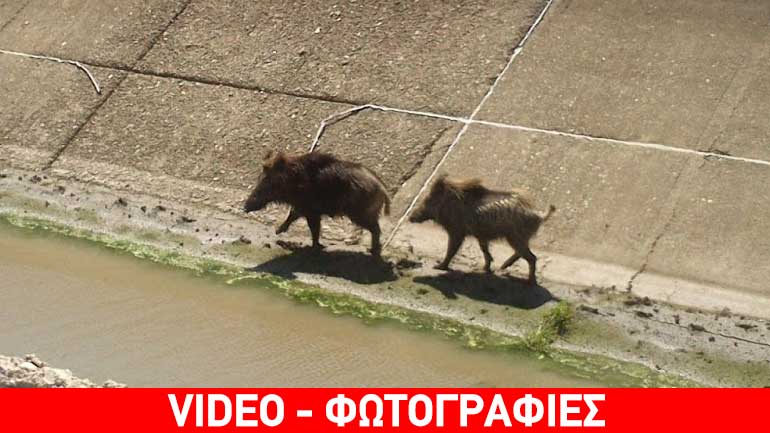 Αγριογούρουνα εγκλωβίστηκαν σε αρδευτικό κανάλι στο Σουφλί