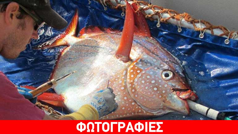 Ανακαλύφθηκε το πρώτο πλήρως θερμόαιμο ψάρι