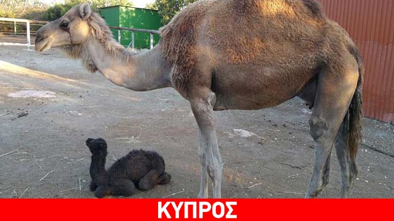 Κύπρος: Γεννητούρια στο Ζωολογικό Πάρκο της Πάφου