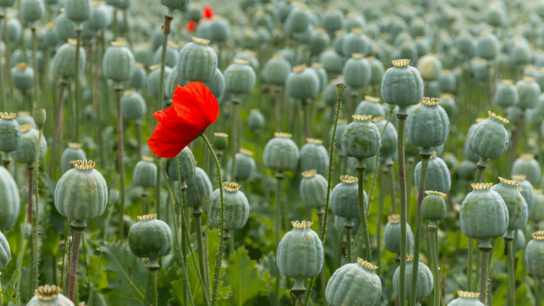 Επιστήμονες δημιούργησαν συνθετική μορφίνη από μεταλλαγμένους μικροοργανισμούς