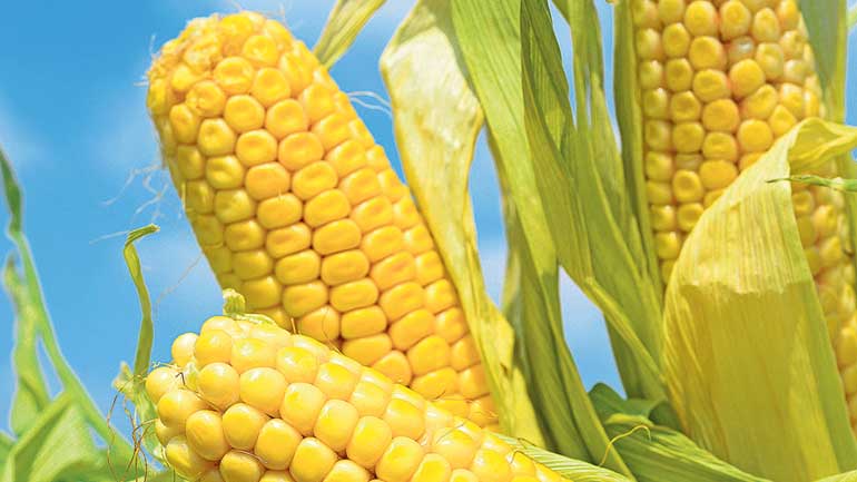 Ο Καναδάς δεσμεύει εισαγωγές καλαμποκιού από την Ινδία Ο Καναδάς δεσμεύει εισαγωγές καλαμποκιού από την Ινδία