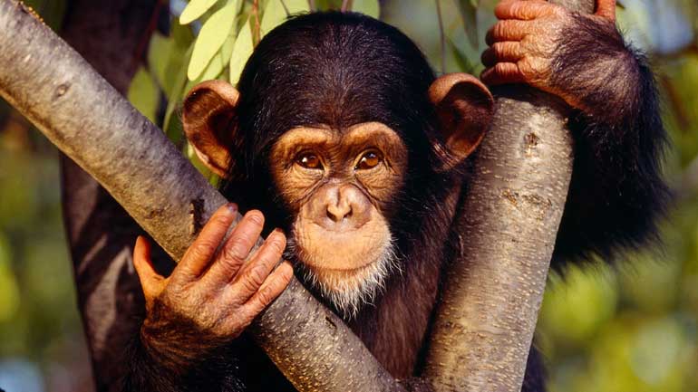 Οι χιμπατζήδες «ξέρουν» να μαγειρεύουν