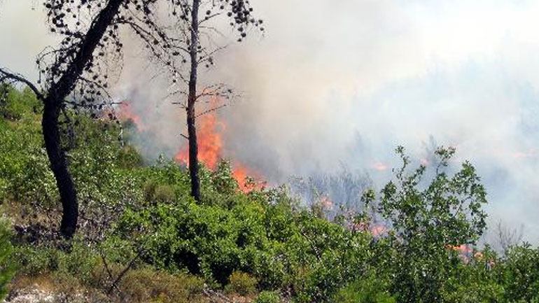 Κατασβέστηκε πυρκαγιά στο Εθνικό Πάρκο Δαδιάς