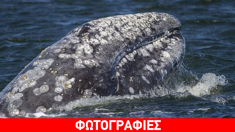 Η «Βαρβάρα» η φάλαινα έσπασε το παγκόσμιο ρεκόρ μετανάστευσης