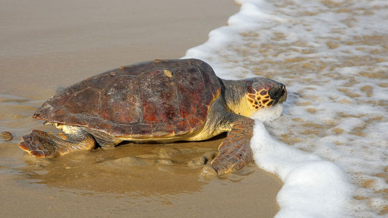 Αυξάνονται τα κρούσματα νεκρών χελωνών καρέτα – καρέτα