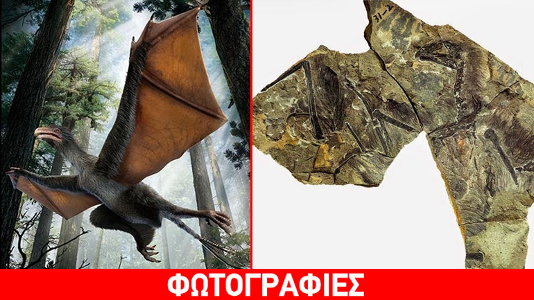 Στο φως δεινόσαυρος – νυχτερίδα