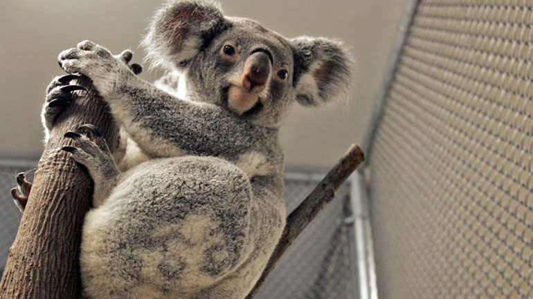 Αυστραλία: Οι αρχές θανατώνουν εκατοντάδες πεινασμένα κοάλα