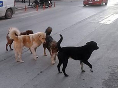 Σέρρες: Συνελήφθη οδηγός που πάτησε σκύλο με το αυτοκίνητό του