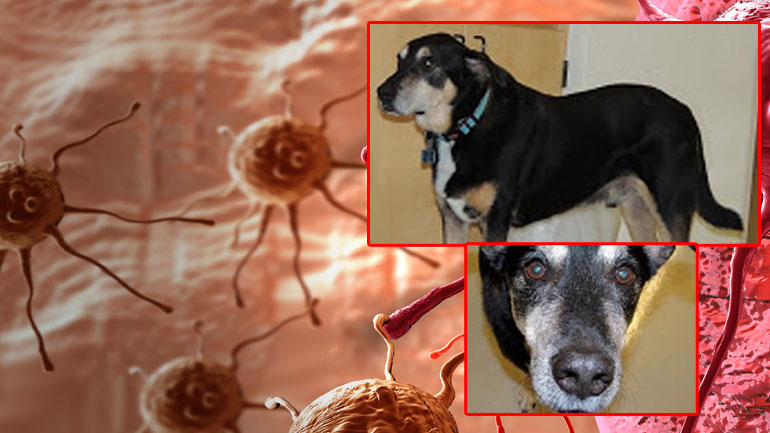 Ο Φράνκι κάνει διαγνώσεις καρκίνου με τη μύτη