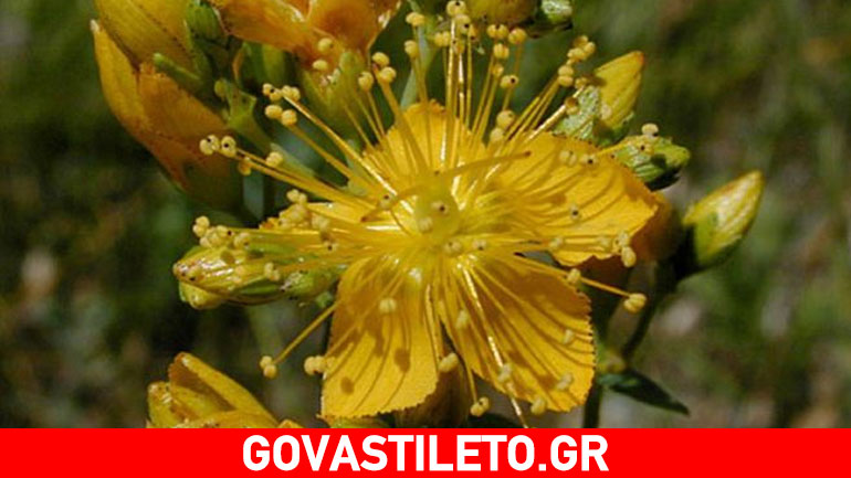 Βαλσαμόχορτο -Ένα βότανο που «χαϊδεύει» την ψυχή Βαλσαμόχορτο -Ένα βότανο που «χαϊδεύει» την ψυχή