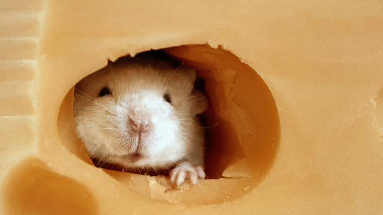 «Φύτεψαν» νέες ψεύτικες αναμνήσεις σε πειραματόζωα που κοιμόντουσαν «Φύτεψαν» νέες ψεύτικες αναμνήσεις σε πειραματόζωα που κοιμόντουσαν