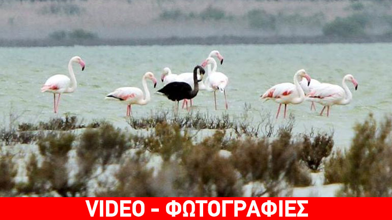 Στην Κύπρο το «μοναδικό στον κόσμο μαύρο φλαμίνγκο» Στην Κύπρο το «μοναδικό στον κόσμο μαύρο φλαμίνγκο»