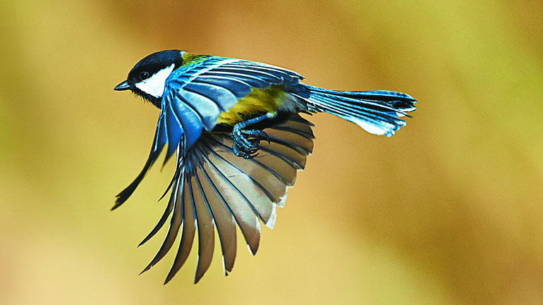 Αυστραλία: Ομογενής θεραπεύει τα ψυχολογικά προβλήματα των… πτηνών Αυστραλία: Ομογενής θεραπεύει τα ψυχολογικά προβλήματα των… πτηνών