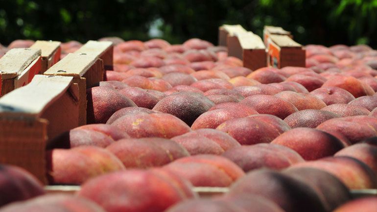 Τα ροδάκινα πρώτο εξαγώγιμο ελληνικό προϊόν στη Λευκορωσία Τα ροδάκινα πρώτο εξαγώγιμο ελληνικό προϊόν στη Λευκορωσία