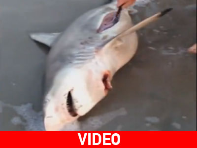 Λουόμενοι ξεγέννησαν νεκρό καρχαρία