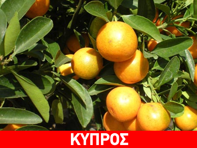 Κύπρος: Έκτακτα μέτρα για τους παραγωγούς εσπεριδοειδών Κύπρος: Έκτακτα μέτρα για τους παραγωγούς εσπεριδοειδών