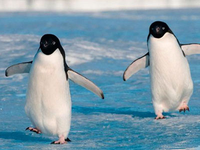 Κι όμως «παχαίνουν» οι πάγοι της Ανταρκτικής Κι όμως «παχαίνουν» οι πάγοι της Ανταρκτικής