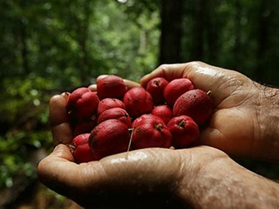 Guardian: Τροπικό φυτό καταστρέφει καρκινικούς όγκους